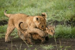 Národní rezervace Masai Mara v Keni