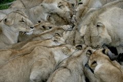Národní rezervace Masai Mara v Keni