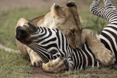 Národní rezervace Masai Mara v Keni