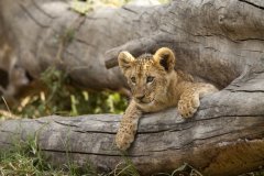 Národní rezervace Masai Mara v Keni
