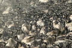 Národní rezervace Masai Mara v Keni