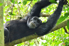 Foto: Rod Waddington  / Wikimedia Commons / CC BY-SA 2.0