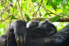 Foto: Rod Waddington  / Wikimedia Commons / CC BY-SA 2.0