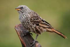 Foto: Profberger / Wikimedia Commons / CC BY-SA 2.5