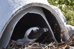 Foto: Kevin Graham / African Penguin Nest ProjectFoto: Kevin Graham / African Penguin Nest Project