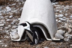Foto: Kevin Graham / African Penguin Nest Project