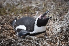 Foto: Kevin Graham / African Penguin Nest Project