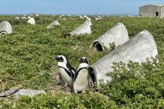 Foto: Kevin Graham / African Penguin Nest Project