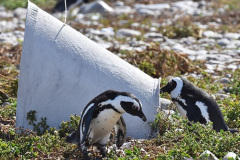 Foto: Kevin Graham / African Penguin Nest Project