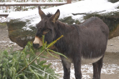 Osel domácí v ZOO Ostrava. Foto: E.Gombala