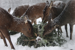 Jeleni v ZOO Tábor. Foto: ZOO Tábor
