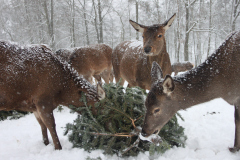Jeleni v ZOO Tábor. Foto: ZOO Tábor