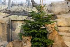 Lvi v ZOO Berlín. Foto: ZOO Berlín