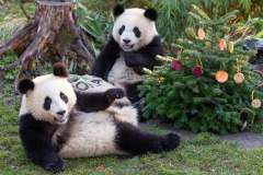 Pandy v ZOO Berlín. Foto: ZOO Berlín