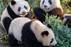 Pandy v ZOO Berlín. Foto: ZOO Berlín