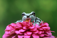 Ani žáby nemají vždycky na růžích ustláno.  Některé se musí spokojit s jiřinami. Foto: Freepik