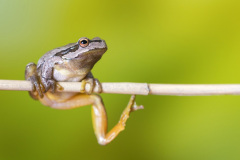 Hlavně nešlápnout vedle! Foto: Freepik