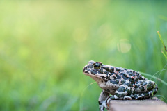 Podplukovník v maskáčích. Foto: Freepik