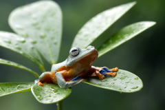 Opalovačka po dešti. Foto: Freepik