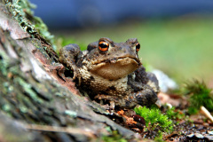 Teď jsi mě fakt naštval! Foto: Pixabay