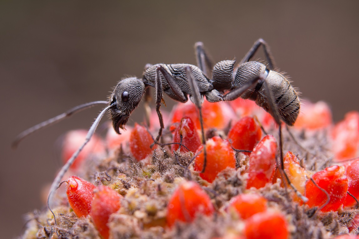 Ze života mravenců