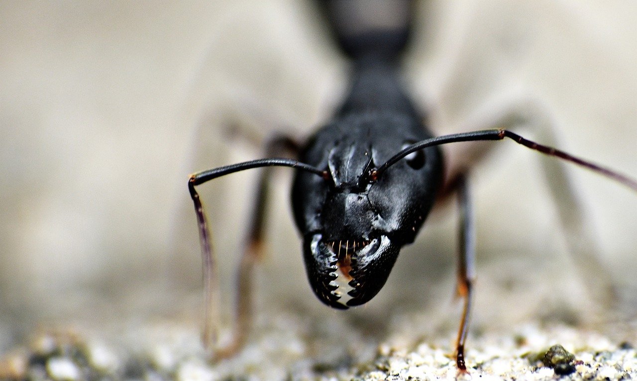 Ze života mravencůy