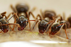 Ze života mravenců