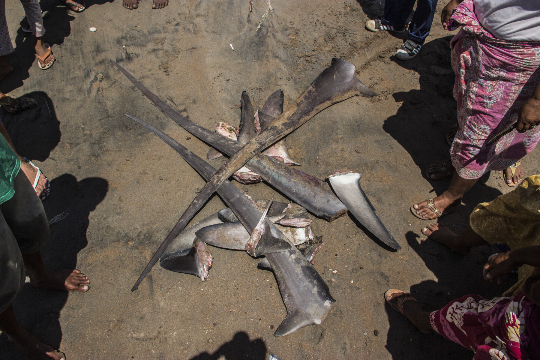 Uřezané ploutve žraloků liščích. Zdroj: Justice For Nature