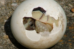 Foto: Wikiwand.com