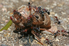 Foto: jjron / Wikimedia Commons / CC BY-SA 1.2