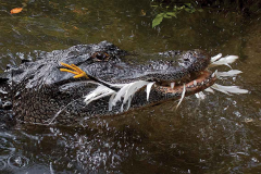 Foto: Don Specht a Vladimir Dinets / University of Tennessee