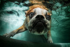 Foto: Seth Casteel