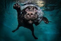 Foto: Seth Casteel