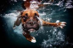 Foto: Seth Casteel