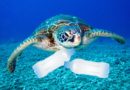 VIDEO: Plastů už je v mořích víc než ryb. Pojďme to změnit!
