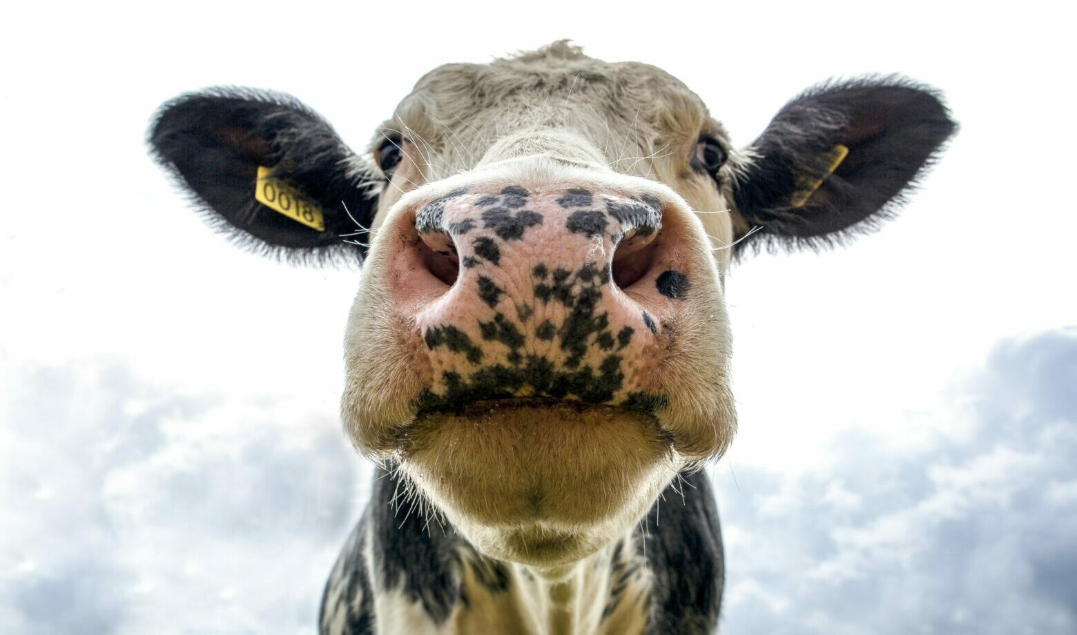 Video: Jaro je tady! Krávy skákaly radostí