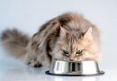 VIDEO: Uvařte své kočce domácí paštiku podle našeho receptu. Už nebude chtít jinou!