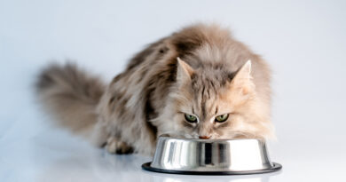 VIDEO: Uvařte své kočce domácí paštiku podle našeho receptu. Už nebude chtít jinou!