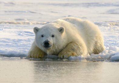 Unikátní snímky: lední medvědice loví soba. Zažene ho do moře a utopí