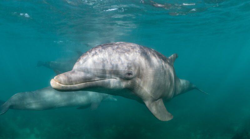 Delfíni jsou mazaní lupiči, kradou lidem ryby ze sítí. Podívejte se, jak jim to jde