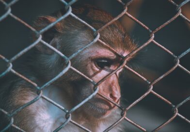 Krvavý byznys s makaky: tisíce opic končí v odpadkových koších laboratoří. Proti je i část vědců