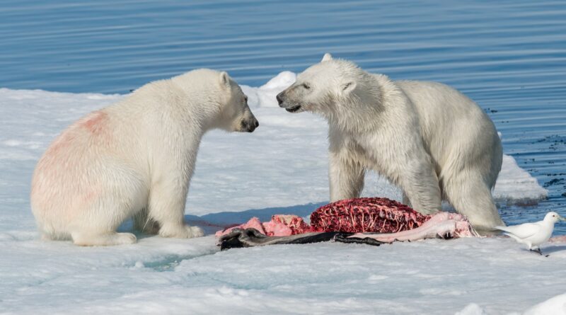 Na Čukotce budou stavět „krmelce“ pro lední medvědy. Chtějí se tak vyhnout smrtelným útokům