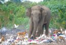 Hladoví sloni ze Srí Lanky hledají jídlo na skládkách. Hynou pak se střevy ucpanými plastem
