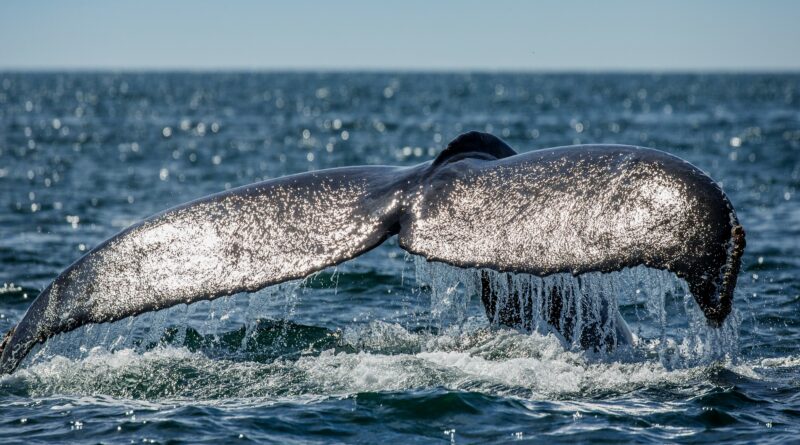 Srdcervoucí záběry z Valencie: velryba se snaží plavat se zlomenou páteří. Zřejmě ji srazila loď