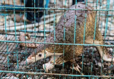 Jeden z největších pašeráků zvířat je za mřížemi. Dopadli ho čeští ochranáři
