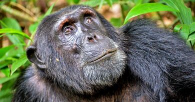 Šimpanzi si v pralese hloubí studny, aby se dostali k čistší vodě. Vědci to zaznamenali na video