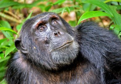 Šimpanzi si v pralese hloubí studny, aby se dostali k čistší vodě. Vědci to zaznamenali na video