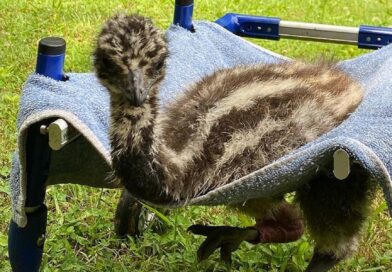 Postižený emu dostal invalidní vozík. Podívejte se, jak zareagoval