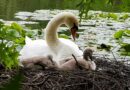 Pražský park Stromovka má novou atrakci: labutí pár tam vyvedl mladé. Podívejte se