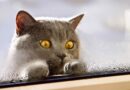Jak vypadá byt očima mazlíčka? Podívejte se, co vidí kočka, pes nebo tarantule